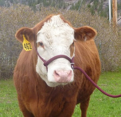 Rope Cattle Halter, Adjustable for Calf, Cow, Steer, Bull, Black/Brown - color: Black-Brown Checkered