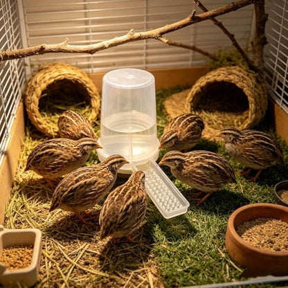 Baby Chick Feeder and Waterer Set, Poultry Starter Kit, Chick Feeder & Gravity Waterer, Compact Brooder Supplies for Chicks, Ducklings and Small Poultry (A) - color: A