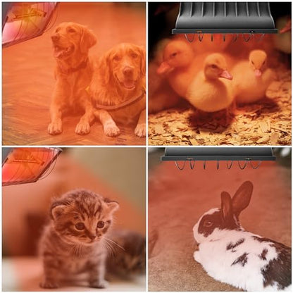Chicken Coop Heater for Chicks,Brooder Heater with 2pcs Heat Lamp(250W and 175W),Adjustable Temp & Height Chicken Brooder Box Supplies for Chicken Livestock Dogs Sheep Pets - size: 2 Pack