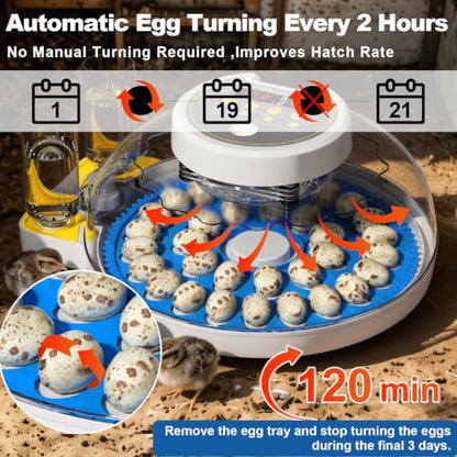 32 Quail Egg Incubator for Hatching Eggs, Dual Power Supply, Automatic Egg Turner, Humidity & Temperature Monitor, Egg Candler, External Water Filling, Bird Egg Incubator for Quail Dove