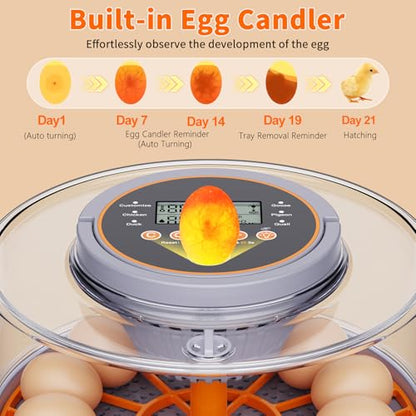 12 Egg Incubator with Automatic Egg Turning and Humidity Control 760° Turner,Incubators for Hatching Eggs, High Hatchr for Chicken Duck Quail Pigeon,Science Classroom, Home | Incubator for Chicken Eggs,Duck,Goose,Quail,Snake,Egg Incubator with Automatic E