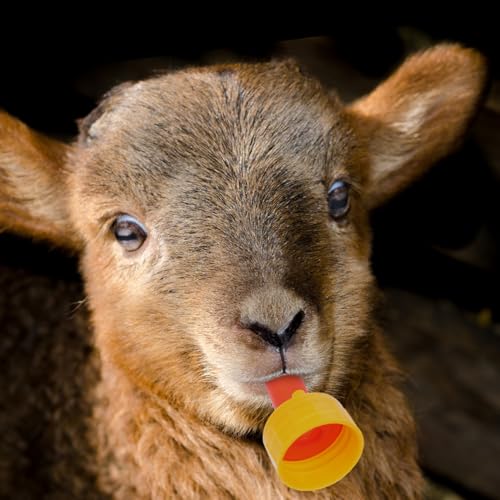 YARNOW 5pcs Bottle Nipples Replacement for Calf Lamb Goat Piglet Easy to Carry Outdoor Feeding