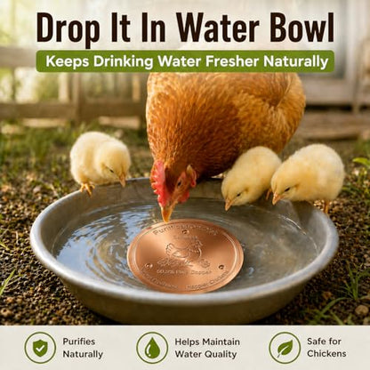 Copper Disc for Chicken Water Purification, 99.99% Pure Copper Disk, Helps Keep Water Cleaner, Fits Chicken Waterers, Chicken Water Feeders & Bird Baths