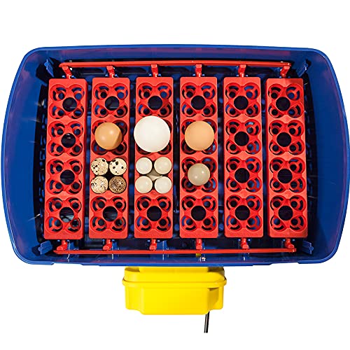 Premier 1 Borotto Real 24 Automatic Incubator with Humidity Pump