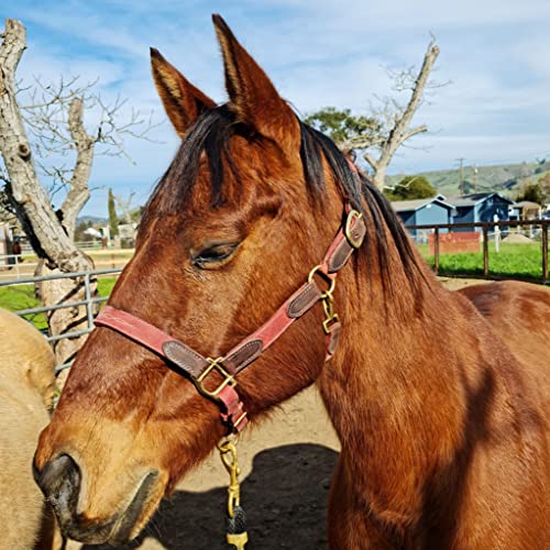 Vibrania Leather Horse Halter in Two Tone Double Layer Super Soft Premium Distressed Leather with Solid Brass Hardware (Oversize, Cherry) - color: Cherry, size: Oversize