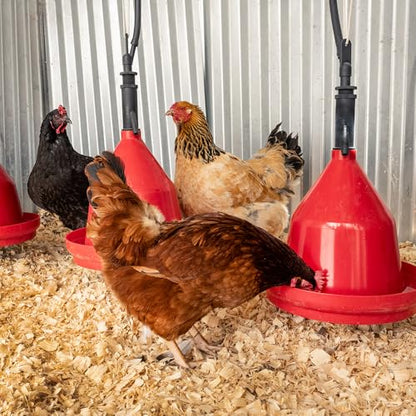 Premier 1 Suspended Dome Drinker for Chickens, Ducks, Geese & Turkeys