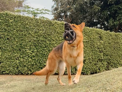 Tuff Pupper SuperChewer Extremely Tough Cage Ball for Dogs | 2X Tennis Ball Size | Natural Rubber | Tough Toy for Aggressive Chewers | Heavy Duty for Medium Large Breed | Strong but NOT Indestructible