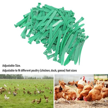 HEEPDD Chicken Leg Bands, Adjustable Fadeless Numbered Plastic Poultry Identification Leg Rings with Clear Colorfast Engraving, for Duck Goose Chicken Management (Green) - color: Green