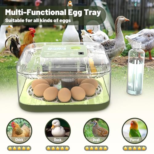 12 Egg Incubator with Automatic Egg Turning and Humidity Control, LED Egg Candling Light, Customized Incubation Days, Incubators for Hatching Eggs, Chicken Quail Parrot Pigeon Birds, Green - color: Green