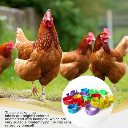 100 Pcs Chicken Leg Bands,16mm Chicken Bands,for Chicks Ducks Bantam Guinea Pigeons,for Easy Flock Management