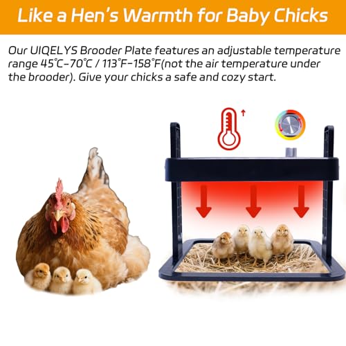 UL/ETL Certified Chick Brooder Heater Plate, 10" x 10" Adjustable Height & Temperature (113°F-158°F) Poultry Heating Plate, Safe & Energy-Efficient Heat Lamp Alternative for Up to 20 Chicks