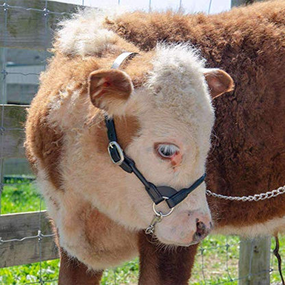 Derby Originals New and Improved Premium Round Rolled Leather Cattle Show Halter with Matching Chain Lead - color: Havana, size: Small (350-700lbs)