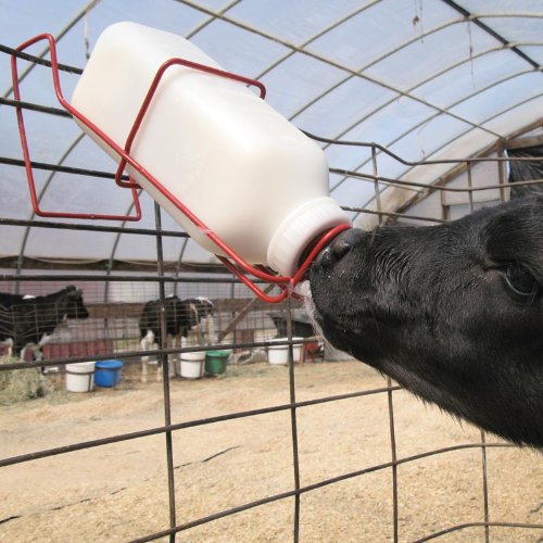 FarmTek Nursing Bottle Holder w/ 2-Quart Bottle – Powder-Coated | Heavy-Duty Steel Bracket, Secure Rail Mount, Durable 2-Quart Capacity, Easy Feed Access, Livestok Nursing