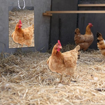 Large Chicken Mirror Toys Acrylic Hanging Swing Mirror for Hens Birds Parrots（7.8inch*11.8inch）