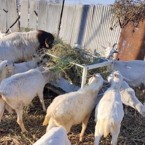 59" Livestock Hay Feeder 88 Gallon, Stainless Steel 2-in-1 Pasture Feeder Feeds 18 Goats, Durable Hay Rack with 7" Deep Feed Pan, Indoor & Outdoor Feeder for Sheep, Calf, Cow, Miniature Horse, Farm