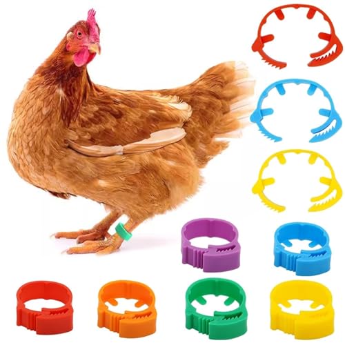 25/50Pcs 20~24mm Chicken Foot Rings Adjustable Poultry Leg Snap Ratchet No Number Buckle Clip Chick Duck Goose Pigeon Raising for Easy Flock Management(Purple,50pcs) - color: Purple, size: 50pcs