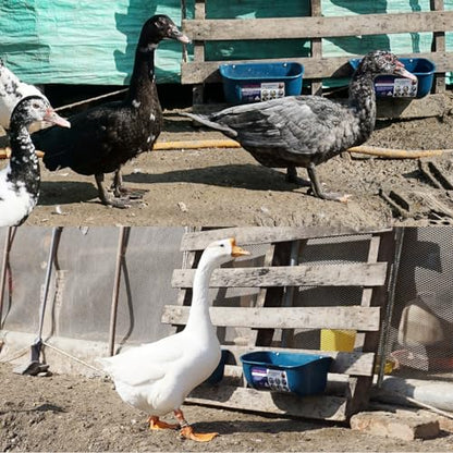 Goovilla Chicken Feeder Waterer, Hanging or Screw-in Fence Feeders with Clips, 2 Pack 5 Quart Goat Feeding Supplies, Duck Piglet Sheeple Coop Dog Livestock Poultry Plastic Feeder Trough Bucket, Blue - color: Dark Blue, size: 5 Quart