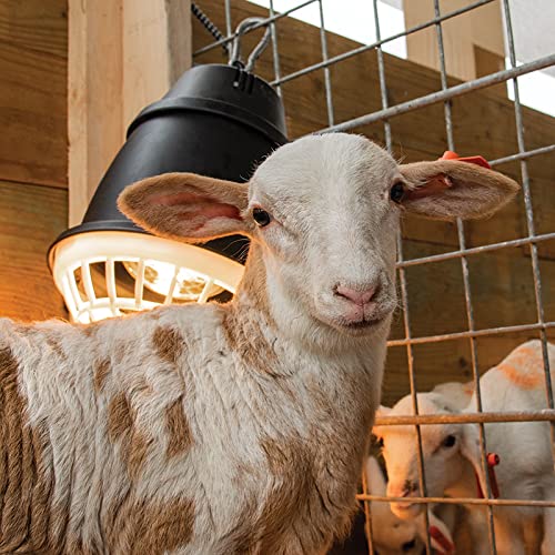 Premier 1 “Prima” Heat Lamp®