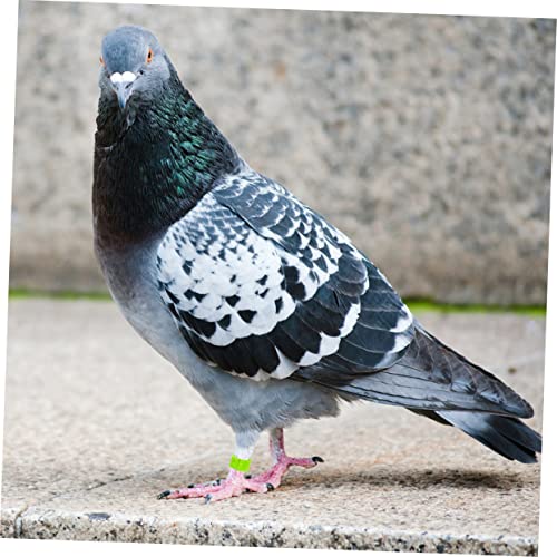 FOMIYES 900pcs Mixed Color Poultry Foot for Birds Chickens and Pigeons Lightweight Leg Bands for Easy Identification and Management