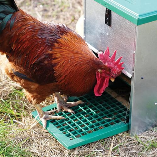 Hatching Time Treadle Chicken Feeder – 26 lb Capacity – Weight-Activated Outdoor Poultry Feeder – Rodent-Resistant, Galvanized Metal, Weatherproof Design for Chickens, Ducks, Game Birds - size: 26 Pound