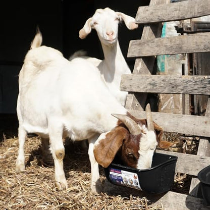 Goovilla Chicken Feeder Waterer, Hanging or Screw-in Fence Feeders with Clips, 2 Pack 5 Quart Goat Feeding Supplies, Duck Piglet Sheeple Coop Dog Livestock Poultry Plastic Feeder Trough Bucket, Black - color: Black, size: 5 Quart