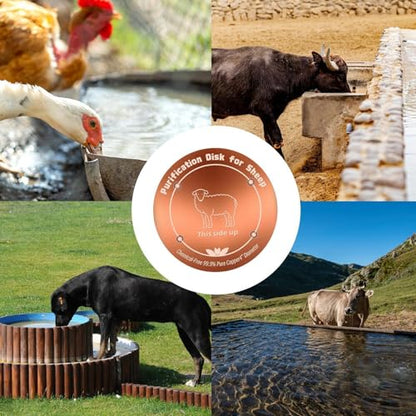 Copper Waterer Cleaning Disc, All Season Livestock Water Purifier Tray Keeps Water Clean for Poultry, Dogs & Cattle - size: sheep