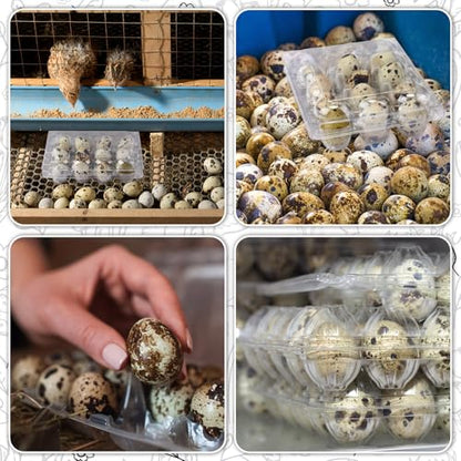 Remerry 120 Pcs Giant Quail Egg Cartons 12 Grids Clear Plastic Stackable Trays for Jumbo Quail Eggs, Pigeon Eggs, Small Poultry, Great for Home Fridge Storage, Farm, Market, Gift Box Packing