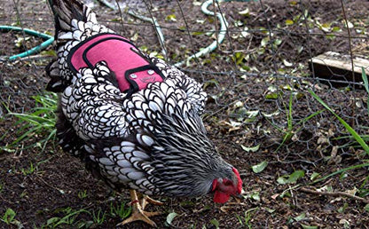 DOWN UNDER OUTDOORS Medium-Large Chicken Saddle with Adjustable Straps, Chicken Apron, Poultry Saver, Pet Supplies, Including Shoulder Cover (Burgundy) - color: Burgundy