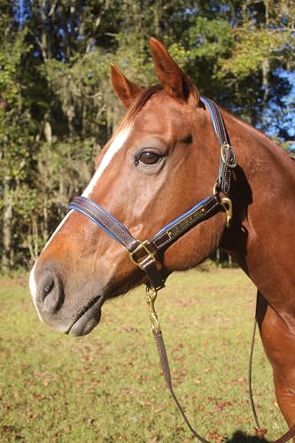 Tack Shack of Ocala Leather Halter for Horses with Customized Engraved Name Plate Option Halter for Horse | Brown/Brass, Black/Brass, Black/Chrome Options - size: Spring Yearling/Medium Pony