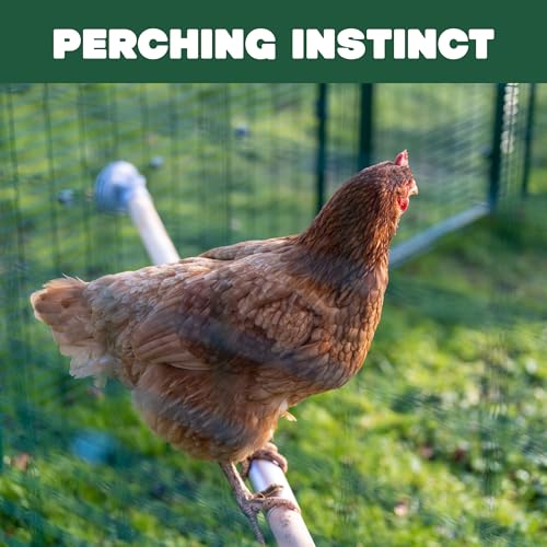Omlet Chicken Perch | Eucalyptus Wood Roosting Bar for Poultry Runs | Weather-Resistant Outdoor Chicken Perch with Innovative Bracket Design | Fun and Durable Hen Accessory | 3ft - size: 3ft