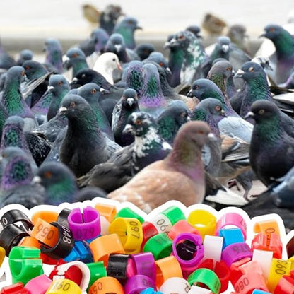 100Pcs 8mm Clip-On Bird Leg Rings, Colored Numbered Identification Bands for Pigeon, Quail, Chick, Bantam and Small Birds