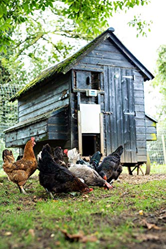 ChickenGuard Classic Door Kit Combi - 'Extreme' Auto Coop Door Opener Plus Aluminium Pop Hole Door with Oak Runners, Indoor/Outdoor Automatic Chicken Coop, Backyard Hen House Accessory