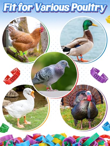 MEWTOGO 17-23mm Adjustable 100 Pcs Chicken Leg Bands - Colorful Numbered Chicken Identification Leg Rings, Durable Poultry Leg Bands for Ducks Goose Turkey Small Birds