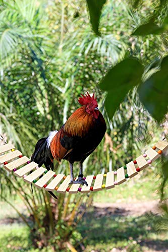 Chicken Coop Toy - Natural Wood Chicken Ladder, Swing, Perch for Hens, Poultry, Rooster, Chicks - size: S