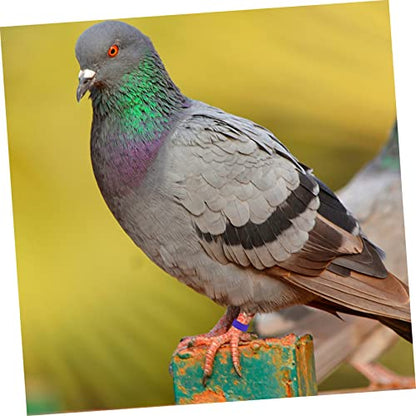 100pcs Colorful Poultry Foot Rings Large Clip-on Leg Bands for Pigeons Doves Ducks and Chickens Easy Identification for Bird Breeders and Enthusiasts