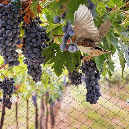 Unves Bird Netting 25' x 100' with 2.4" Square Mesh Bird Net for Chicken Coop Roof, Nylon Multifilament Heavy Duty Poultry Netting for Garden Protect Plants and Vegetables Against Birds, Deer - size: 25' x 100'