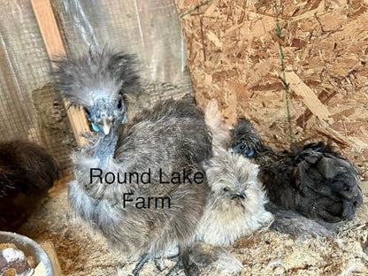 Silkie Chicken Fertile Hatching Eggs - Shipped in Foam from Silky Birds