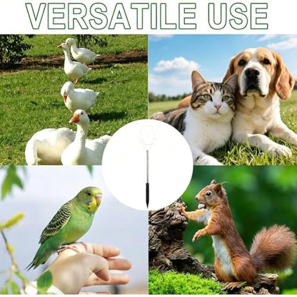 2Pcs Chicken Slow Feeder Ball & Enrichment Toys for Hens Poultry, Chicken Pecking Toys, Interactive Boredom Busting Chicke-n Coop Accessories, Spring Loaded Swing Feeder for Parrots Ducks Birds - size: 2pcs