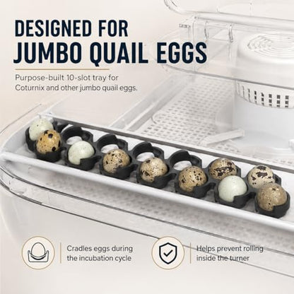 SplashNColor Jumbo Quail Egg Tray Compatible with Maticoopx 20 Egg Incubator - Coturnix Quail Egg Rack - Compatible with Small Egg Incubators - Durable Egg Turner Accessory - 10 Slots - White (1 Pack)