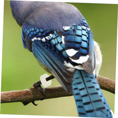 Totority 300pcs Bird Leg Bands Bright Color Foot for Poultry Identification Plastic Marking Bands for Chickens and Easy to Apply and