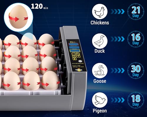 Gpeng Egg Incubator, 24 Eggs Incubator with Digital Display, Auto Egg-Turning, Auto Temperature Control, for Hatching Chicken Goose Pigeon Quail Duck - size: 24-Eggs
