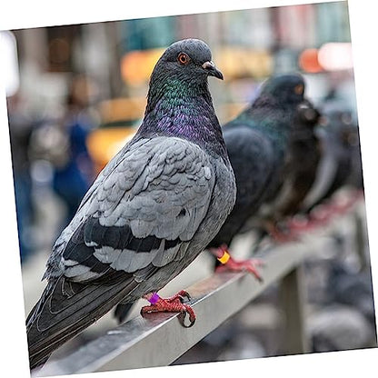 Hemoton 100pcs Bird Accessories Poultry Foot Band Rings Chicken Toys Blank Duck Bands Clip Leg Ring for Pigeon Parrots