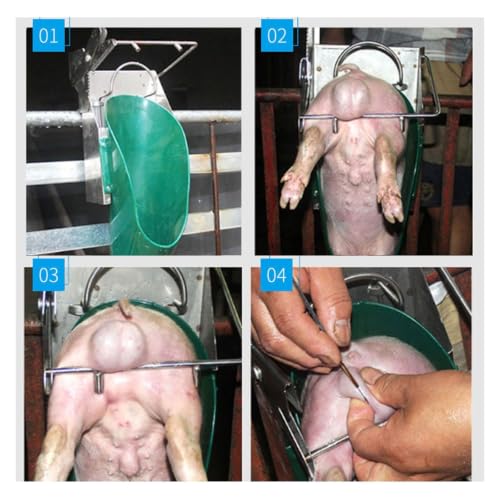 Piglet Castration Tools Portable Stainless Steel Operation Platform Swine Cradle Holder Castrated Rack for Hog Farrowing Crates and Family Farms(Large) - color: Large