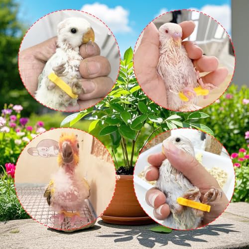 15pcs Baby Chicken Parrot Splay Leg Hobbles,Poultry Leg Bands for Newborn Spraddle Leg of Chick、Quails、Ducks、Bird Parrot of 1 to 3 Days Newly Hatched,3 Sizes
