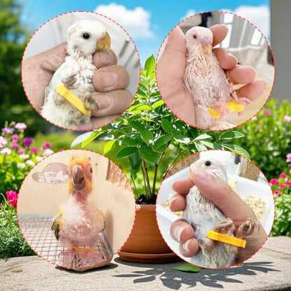 15pcs Baby Chicken Parrot Splay Leg Hobbles,Poultry Leg Bands for Newborn Spraddle Leg of Chick、Quails、Ducks、Bird Parrot of 1 to 3 Days Newly Hatched,3 Sizes