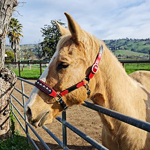 Darlington Luxury Leather Horse Show Halter in Premium Bridle Leather with Soft Suede Leather Padding and Fancy Western Design - color: Red/Black