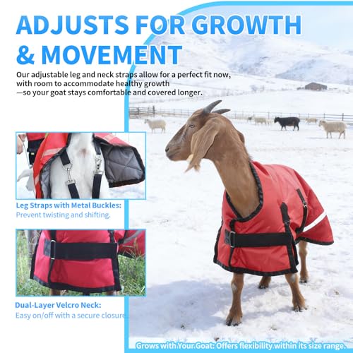 Winter Goat Blanket with Adjustable Belly Wrap for Teenage Lambs (4-8 Months), Adult Goats, Sheep, Medium/Large Breed Dogs, Calves & Mini Pigs, 1680D Water Resistant, 150g 【25.5” Back】 - color: Red, size: Small