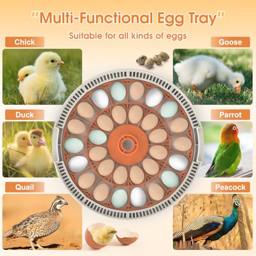 30 Egg Incubator with Automatic Egg Turning, Temperature Control and Humidity Monitor Incubators for Hatching Eggs, Chicken, Ducks, Goose, Pigeon, Quail, Parrot Incubator for Farm, Lab - size: 30-EGGS