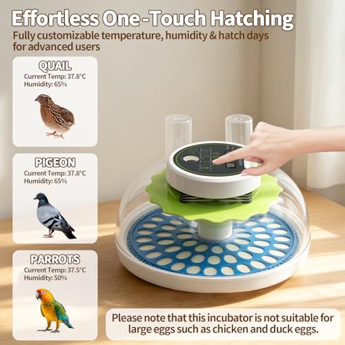 Quail Egg Incubator for Hatching 60 Quail Eggs with Automatic Egg Turning and Humidity Control, Small Quails Brooder Poultry Incubators or Partridge Parrot Pigeon and Other Bird in Home Farm - size: 66 Units