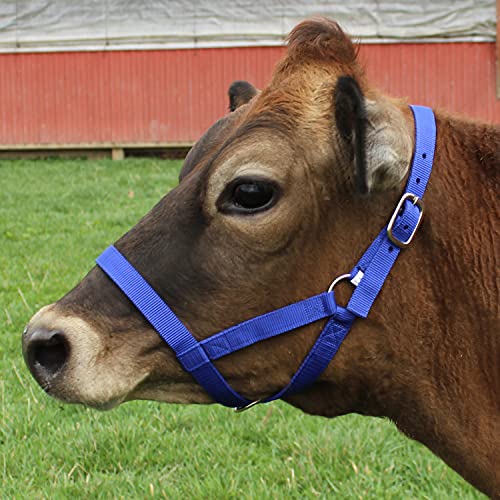 Derby Originals Adjustable Nylon Livestock Cattle Halters - color: Royal Blue, size: X-Large (1400-2000+lbs)